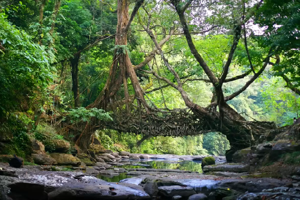 The Living Roots Circuit — Cherrapunjee · Shillong · Kaziranga · Guwahati