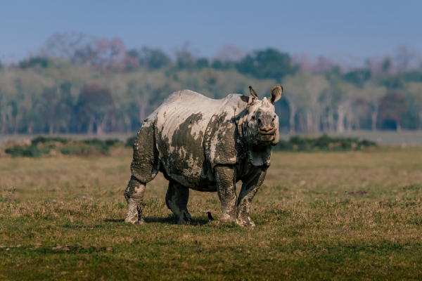 Rhinoceros & Highland Roads — Kaziranga · Shillong · Guwahati